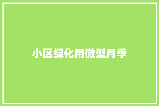 小区绿化用微型月季