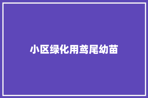 小区绿化用鸢尾幼苗