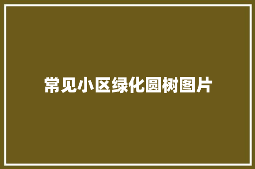常见小区绿化圆树图片