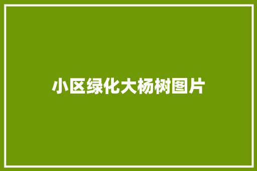 小区绿化大杨树图片