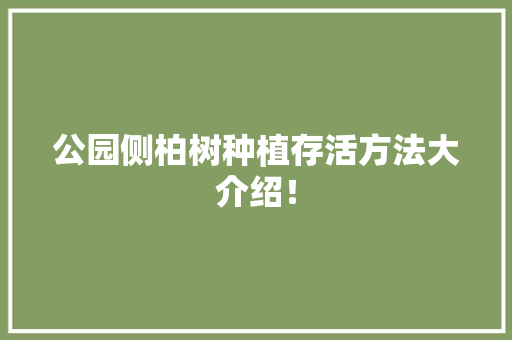 公园侧柏树种植存活方法大介绍！