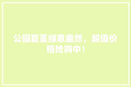 公园夏堇绿意盎然，超值价格抢购中！