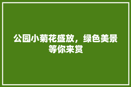公园小菊花盛放，绿色美景等你来赏