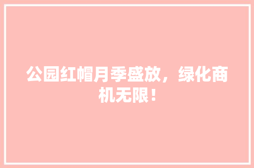 公园红帽月季盛放，绿化商机无限！