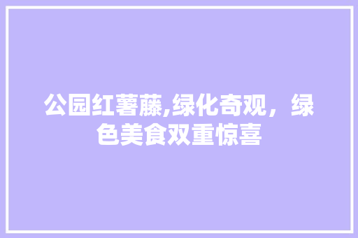 公园红薯藤,绿化奇观，绿色美食双重惊喜