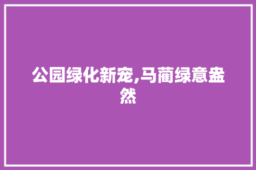 公园绿化新宠,马蔺绿意盎然