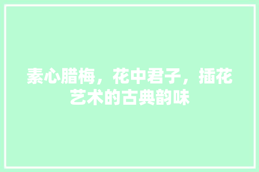 素心腊梅，花中君子，插花艺术的古典韵味 无土育苗