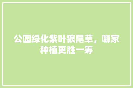 公园绿化紫叶狼尾草，哪家种植更胜一筹