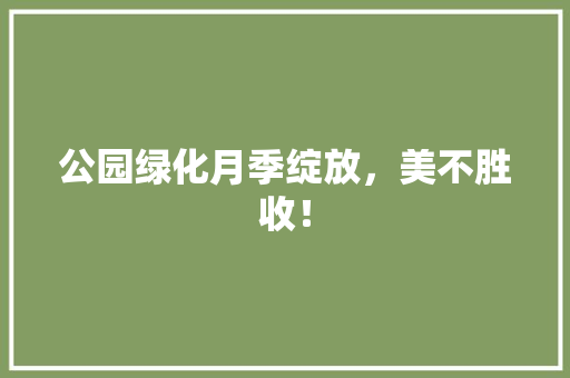 公园绿化月季绽放，美不胜收！