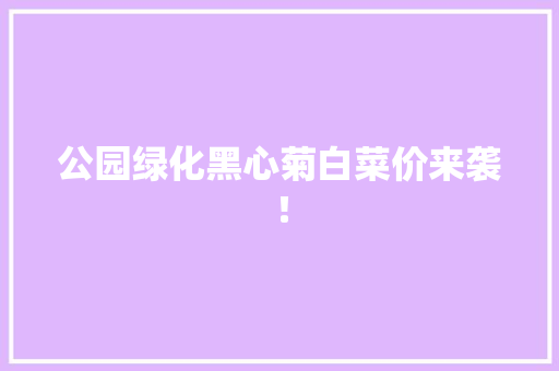 公园绿化黑心菊白菜价来袭！