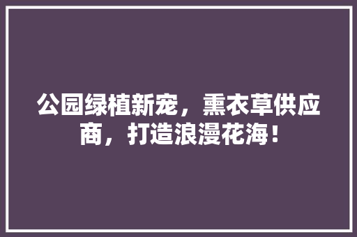 公园绿植新宠，熏衣草供应商，打造浪漫花海！