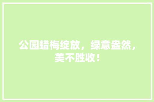 公园蜡梅绽放，绿意盎然，美不胜收！