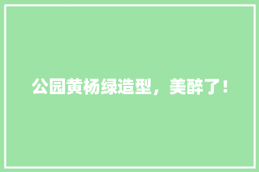 公园黄杨绿造型，美醉了！