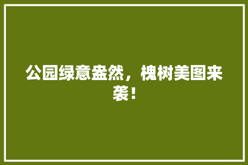 公园绿意盎然，槐树美图来袭！
