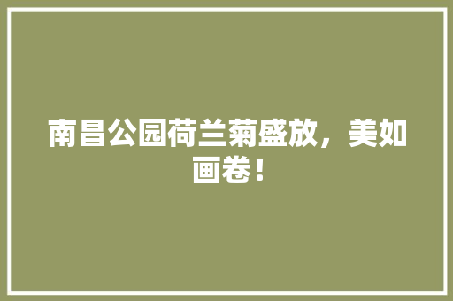 南昌公园荷兰菊盛放，美如画卷！