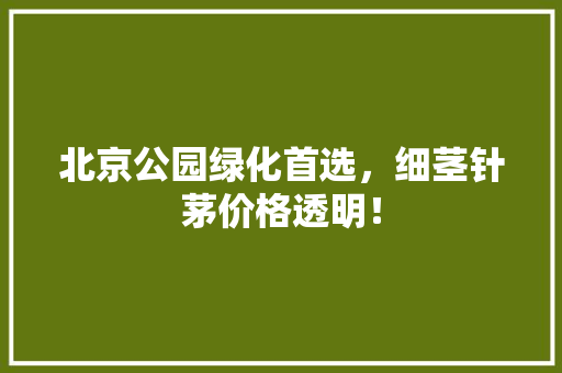 北京公园绿化首选，细茎针茅价格透明！