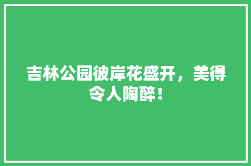 吉林公园彼岸花盛开，美得令人陶醉！