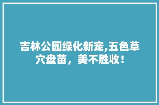 吉林公园绿化新宠,五色草穴盘苗，美不胜收！