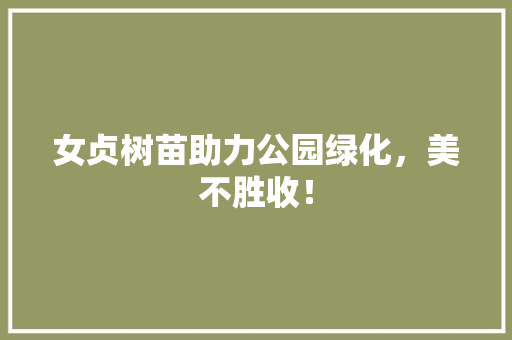 女贞树苗助力公园绿化，美不胜收！