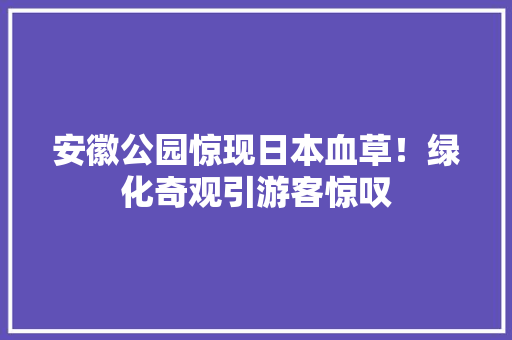 安徽公园惊现日本血草！绿化奇观引游客惊叹