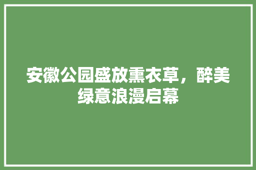 安徽公园盛放熏衣草，醉美绿意浪漫启幕