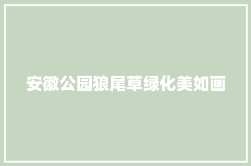 安徽公园狼尾草绿化美如画