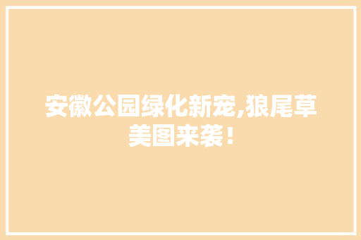 安徽公园绿化新宠,狼尾草美图来袭！