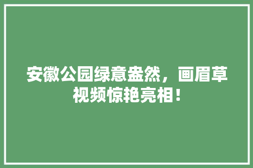 安徽公园绿意盎然，画眉草视频惊艳亮相！