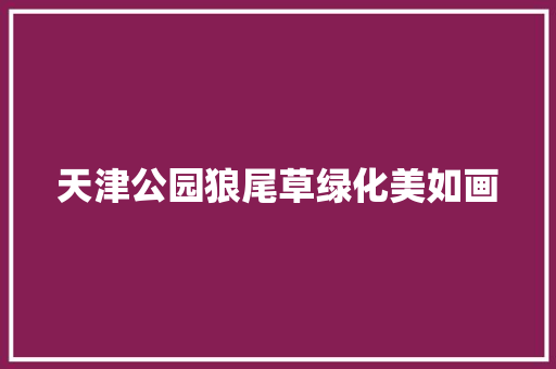 天津公园狼尾草绿化美如画
