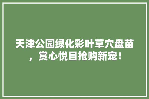 天津公园绿化彩叶草穴盘苗，赏心悦目抢购新宠！