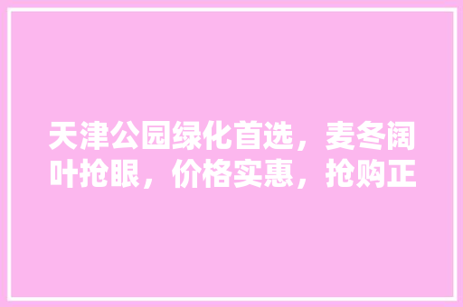 天津公园绿化首选，麦冬阔叶抢眼，价格实惠，抢购正当时！