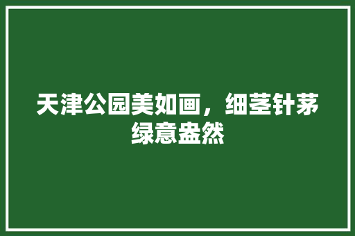 天津公园美如画，细茎针茅绿意盎然