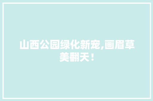 山西公园绿化新宠,画眉草美翻天！