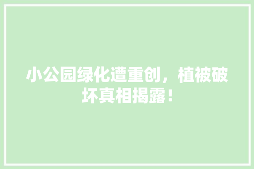 小公园绿化遭重创，植被破坏真相揭露！