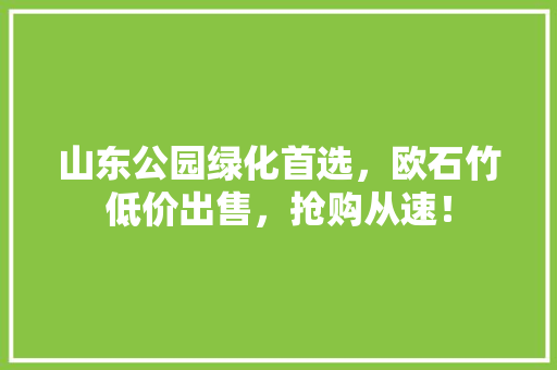 山东公园绿化首选，欧石竹低价出售，抢购从速！