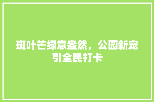 斑叶芒绿意盎然，公园新宠引全民打卡