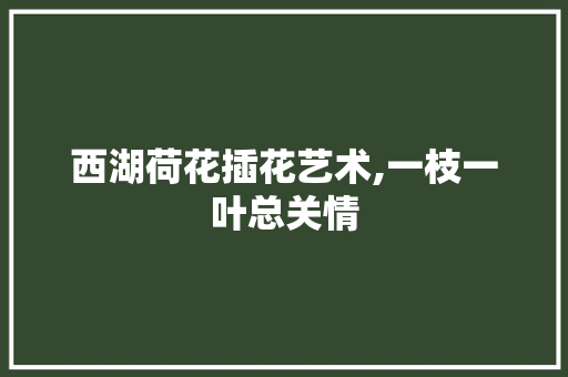 西湖荷花插花艺术,一枝一叶总关情