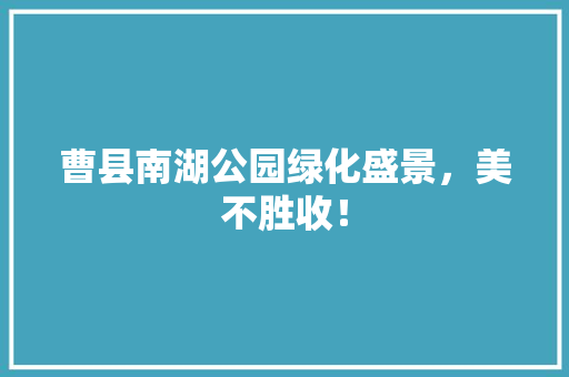 曹县南湖公园绿化盛景，美不胜收！