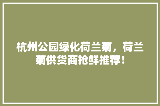 杭州公园绿化荷兰菊，荷兰菊供货商抢鲜推荐！