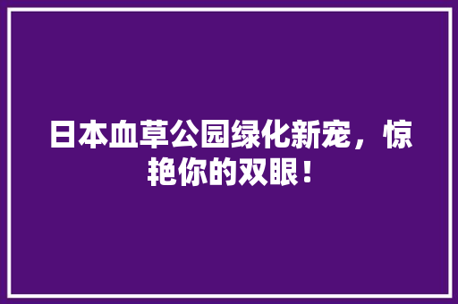 日本血草公园绿化新宠，惊艳你的双眼！