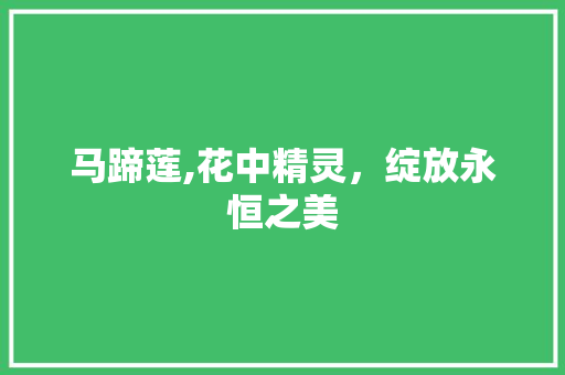 马蹄莲,花中精灵，绽放永恒之美