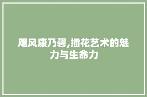 飓风康乃馨,插花艺术的魅力与生命力
