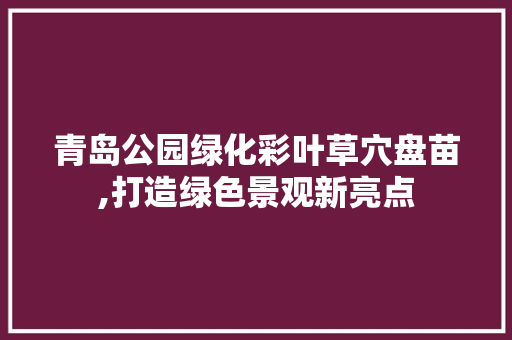 青岛公园绿化彩叶草穴盘苗,打造绿色景观新亮点