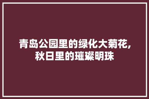 青岛公园里的绿化大菊花,秋日里的璀璨明珠